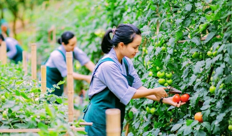 2 nữ nông nghiệp trồng trọt Aomori, trồng cà chua trong nhà kính