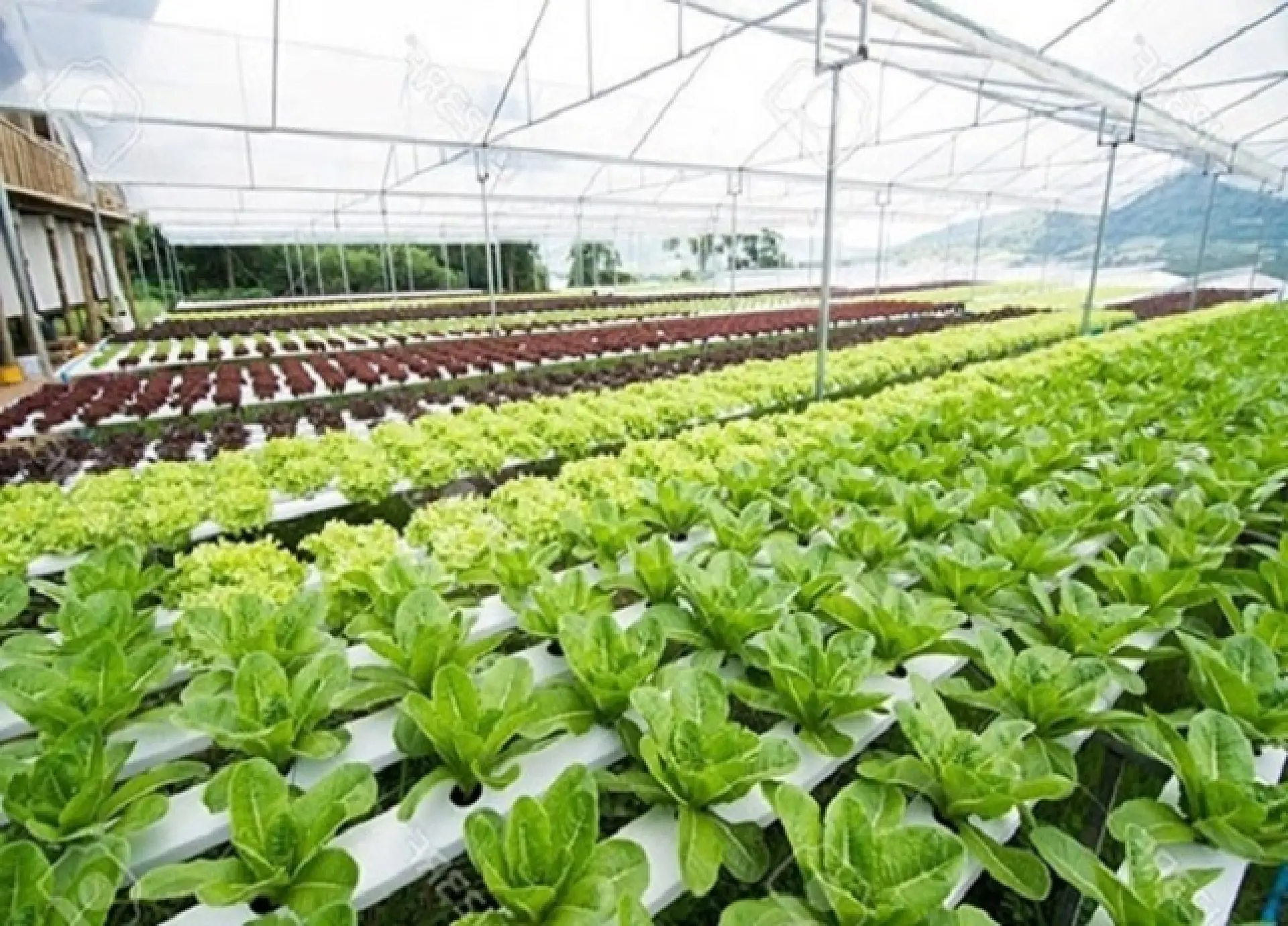 Tuyển 2 Nam trồng rau củ