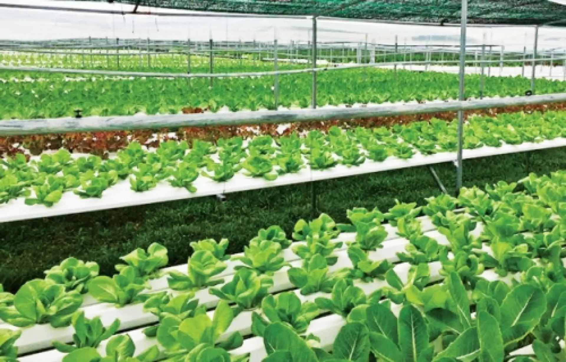 Tuyển 1 Nam trồng nông sản