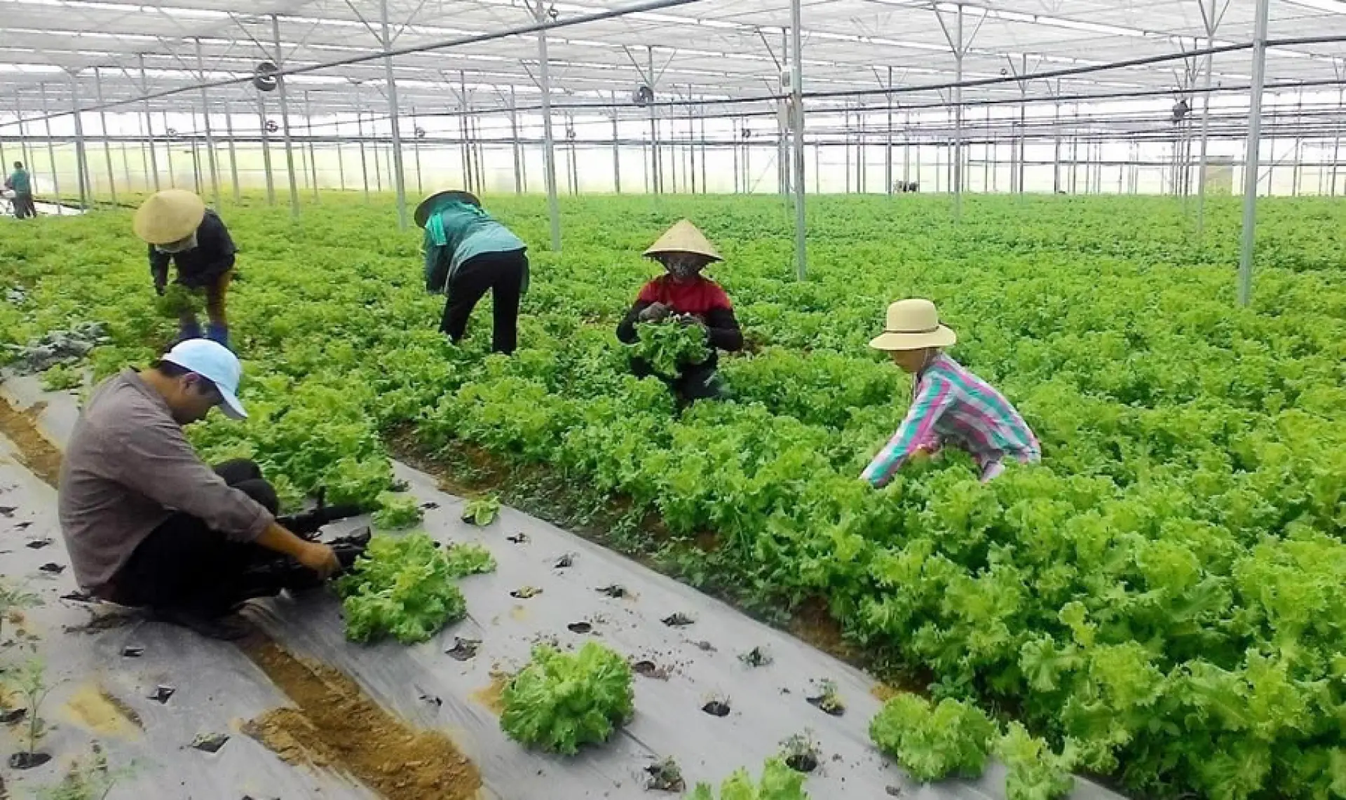Tuyển 1 Nam 1 Nữ trồng nông sản