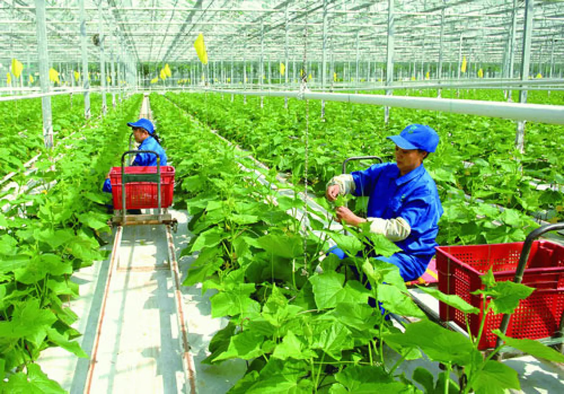 Tuyển 5 Nam trồng trọt nông nghiệp