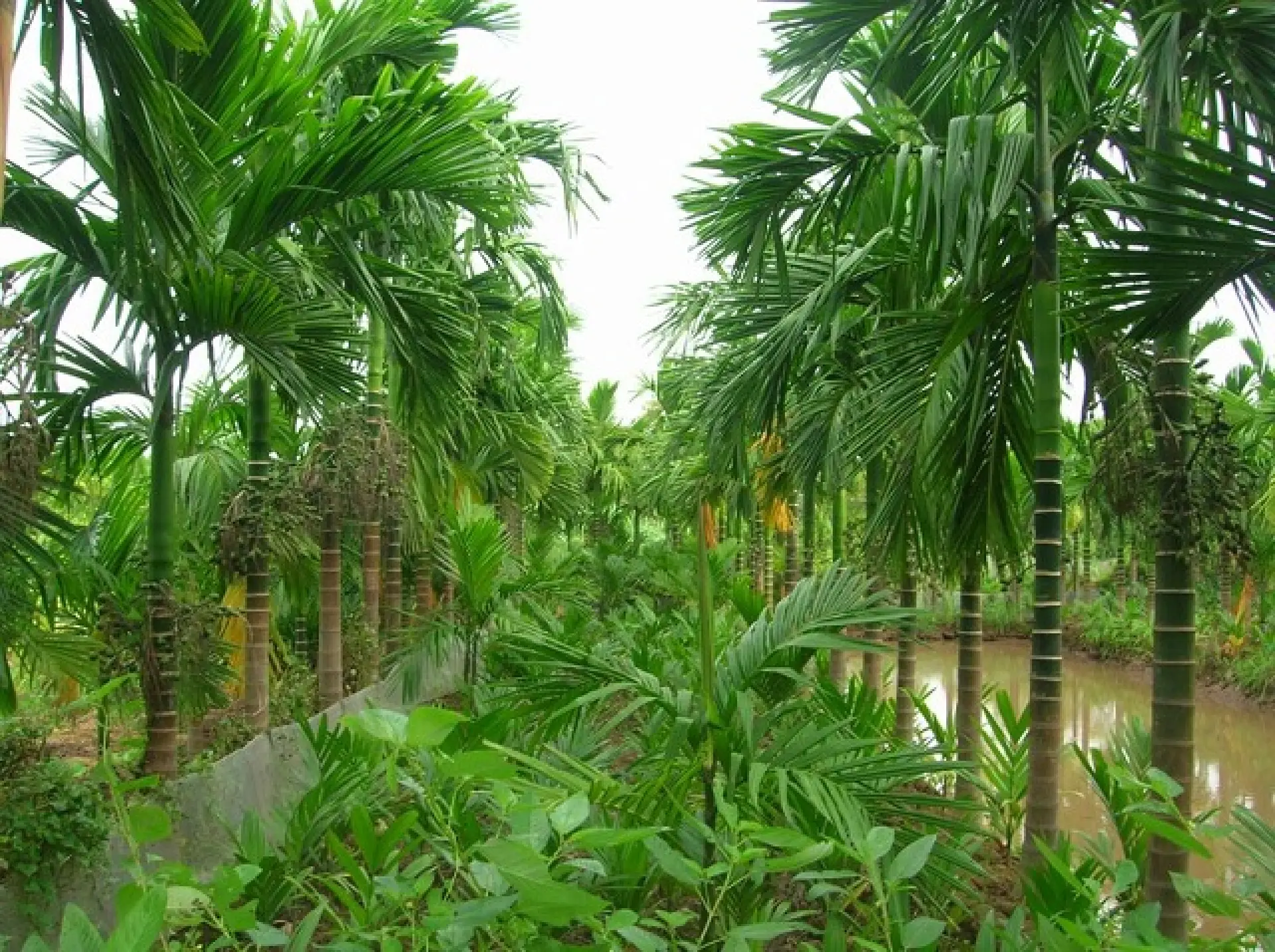Tuyển 1 Nam trồng và thu hoạch cau