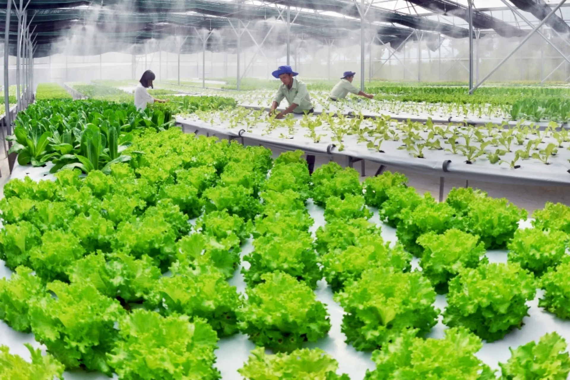 Tuyển 1 Nam trồng rau củ