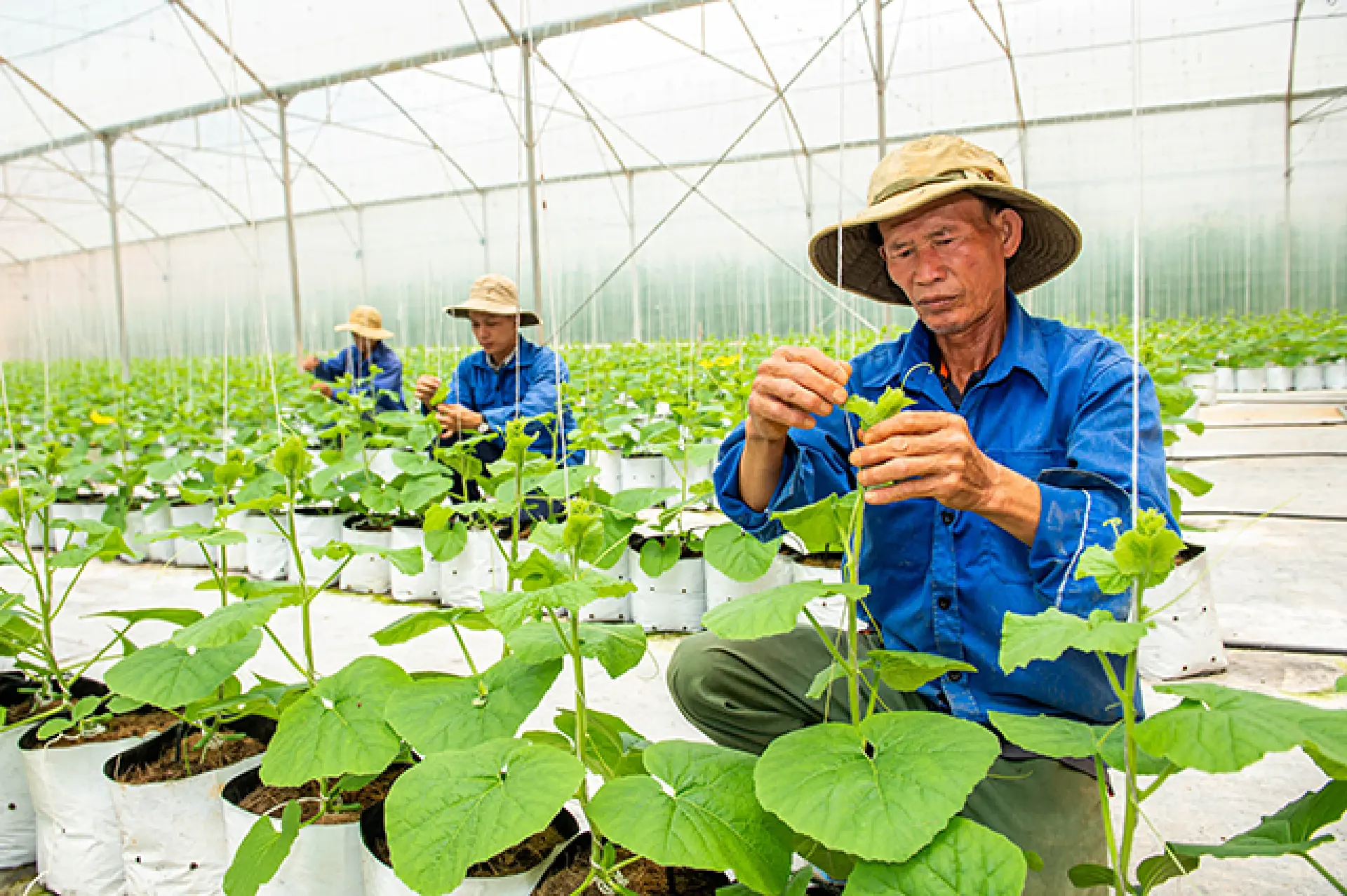 Tuyển 1 Nam làm trồng, thu hoạch nông sản