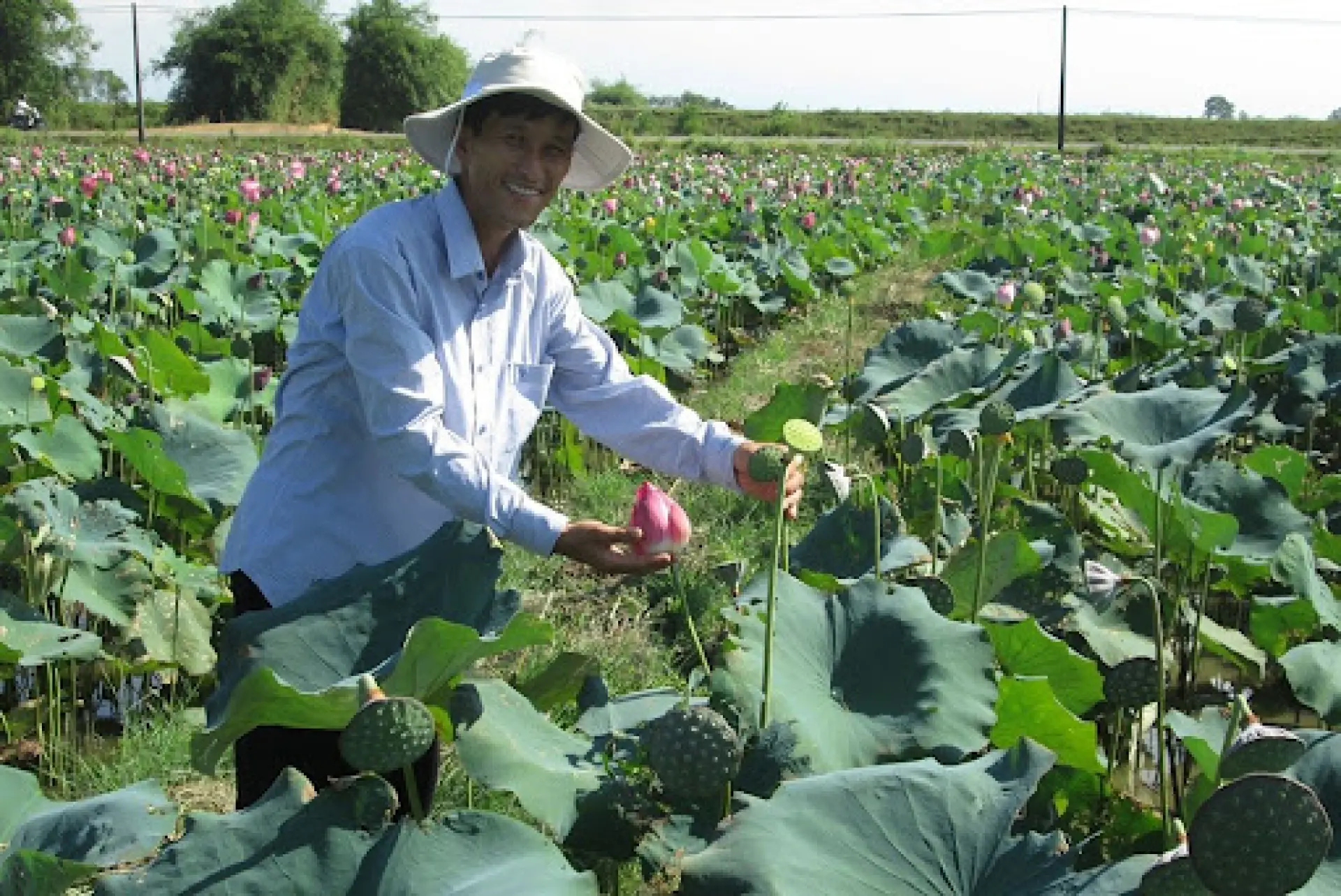 Tuyển 4 Nam Nông nghiệp trồng sen - Ibaraki