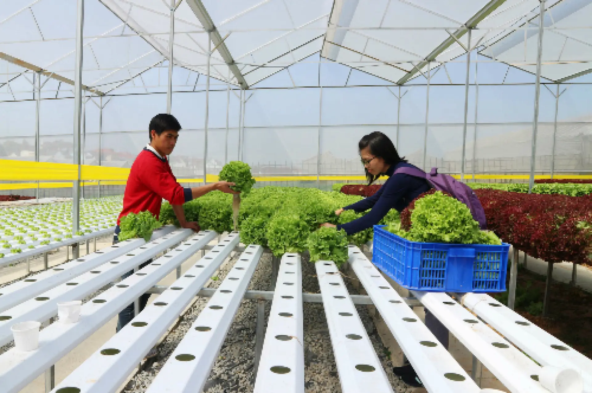Tuyển 20 Người trồng thu hoạch rau