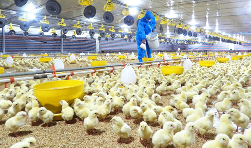 4 nam nữ làm trang trại nuôi gà, có nhận cả cặp vợ chồng