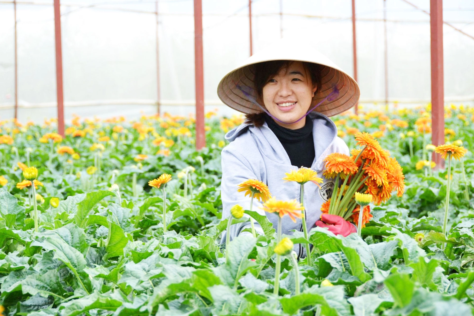 Tuyển 4 nữ sang Nhật Bản trồng hoa và cà chua trong nhà kính