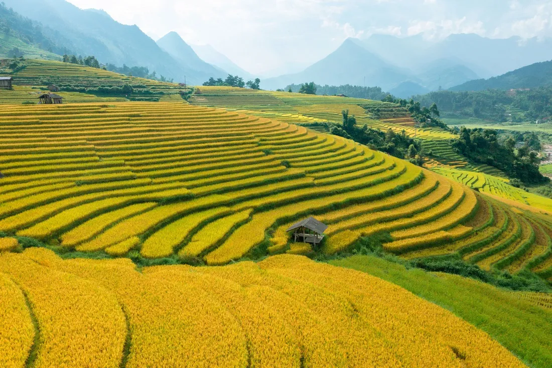 Khám phá vẻ đẹp mùa lúa chín Sapa vào tháng 8-9 hàng năm