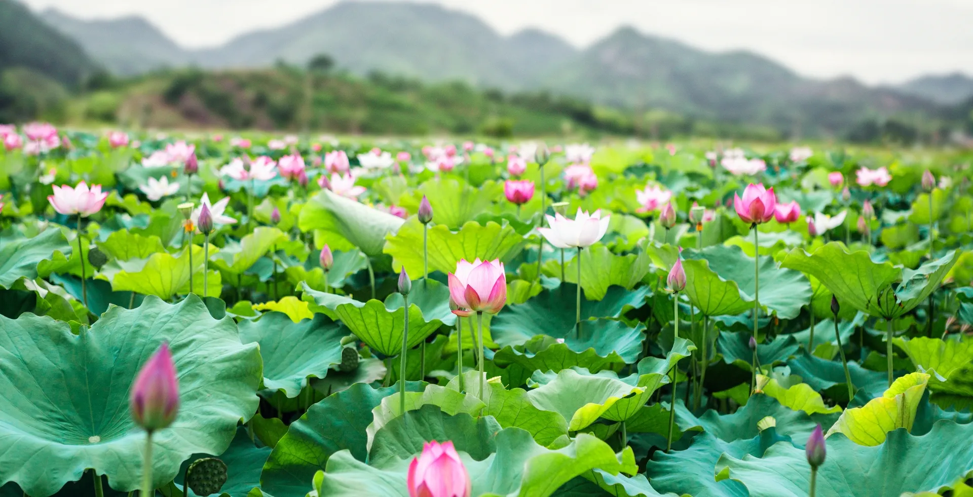 Journey of connecting values